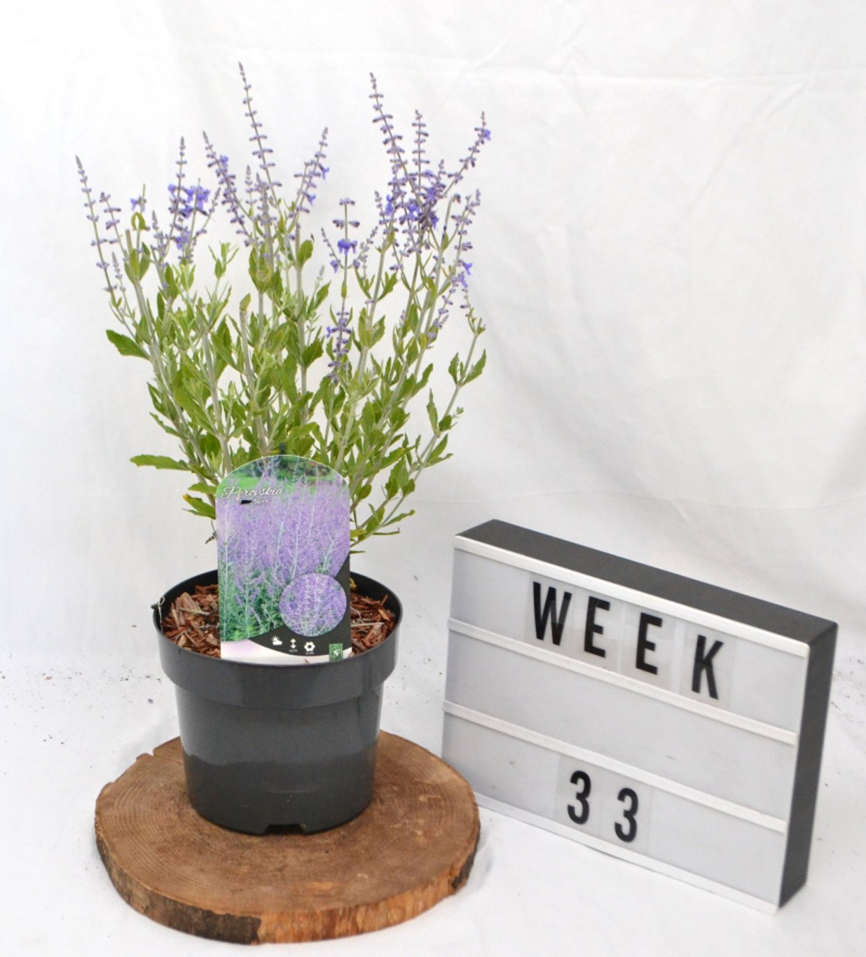 Perovskia atripl. 'Little Spire' - C3 20-40 CM